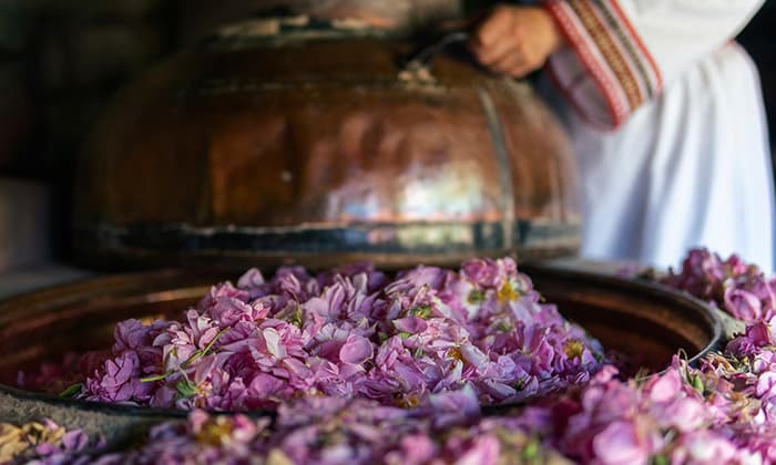 خصائص الورد في العطر خصائص الورد في العطر