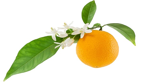 زهر البرتقال في العطور
