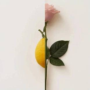 عطر بربري ماي بربري بلش